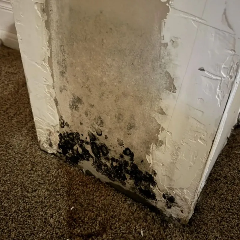 Professional Mold Removal in Brush Prairie, WA